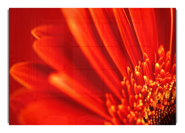 Red Gerbera 2