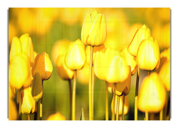 Yellow Tulips 2