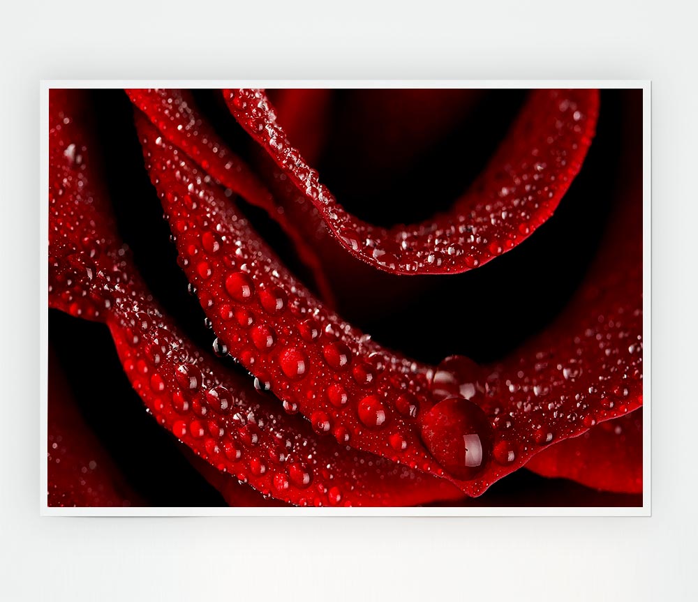 Velvety Rose With Dew Drops Print Poster Wall Art