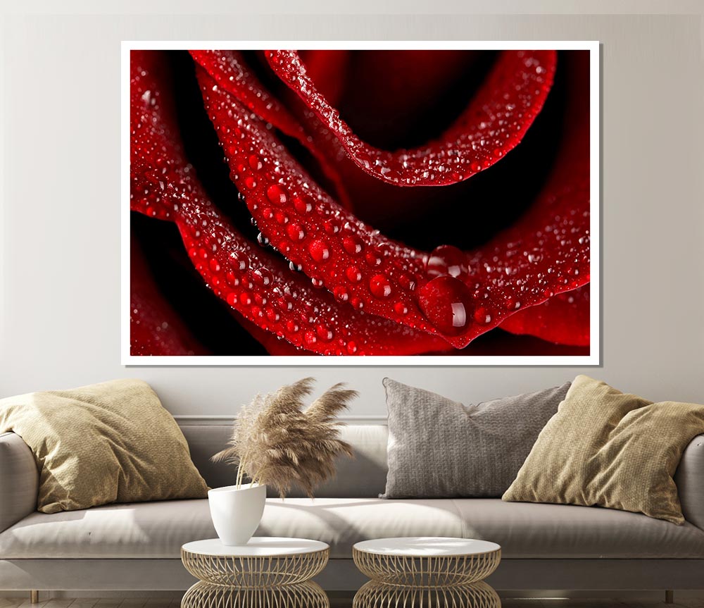 Velvety Rose With Dew Drops Print Poster Wall Art