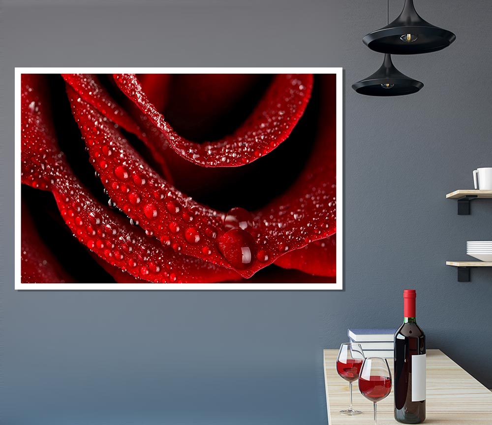 Velvety Rose With Dew Drops Print Poster Wall Art