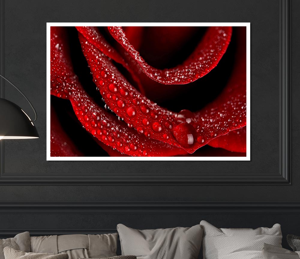 Velvety Rose With Dew Drops Print Poster Wall Art