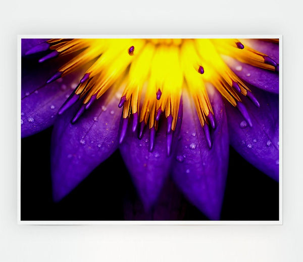 Water Lily Purple Yellow Print Poster Wall Art