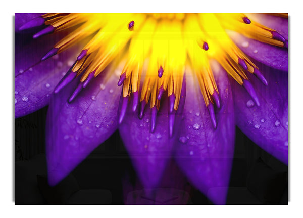 Water Lily Macro