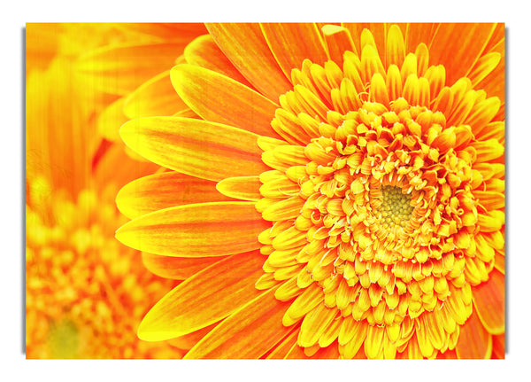 Orange Yellow Gerber Daisies Macro