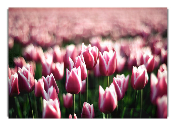 Pink Tulips Spring