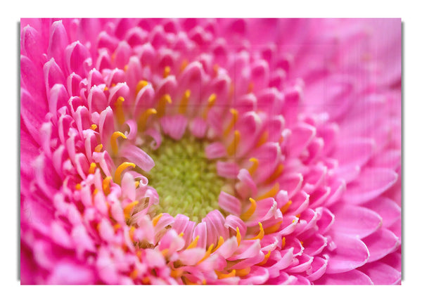 Pink Flower 9