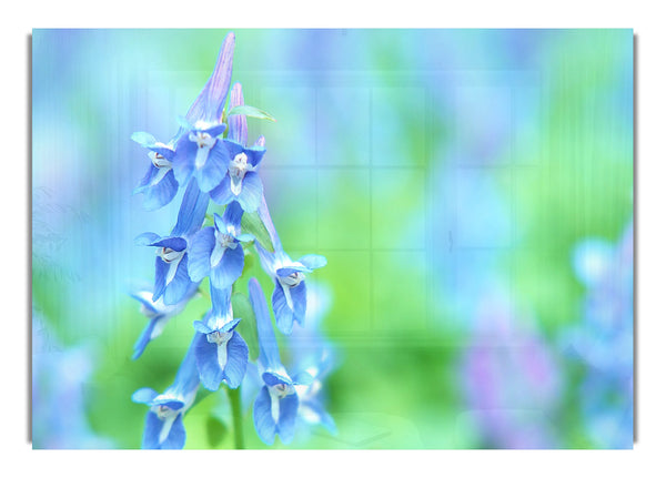 Soft Focus Small Blue Flowers