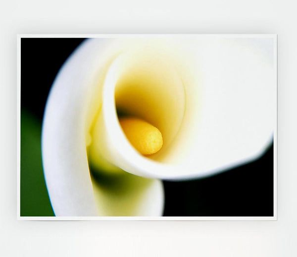 White Calla Lily Print Poster Wall Art