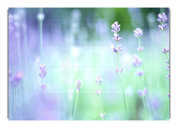 Soft Focus Small Purple Flowers