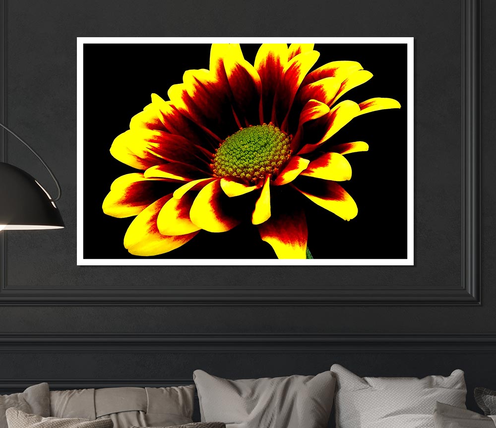 Flower On Black Background Print Poster Wall Art