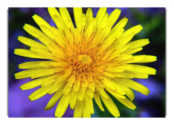 Yellow Wildflower