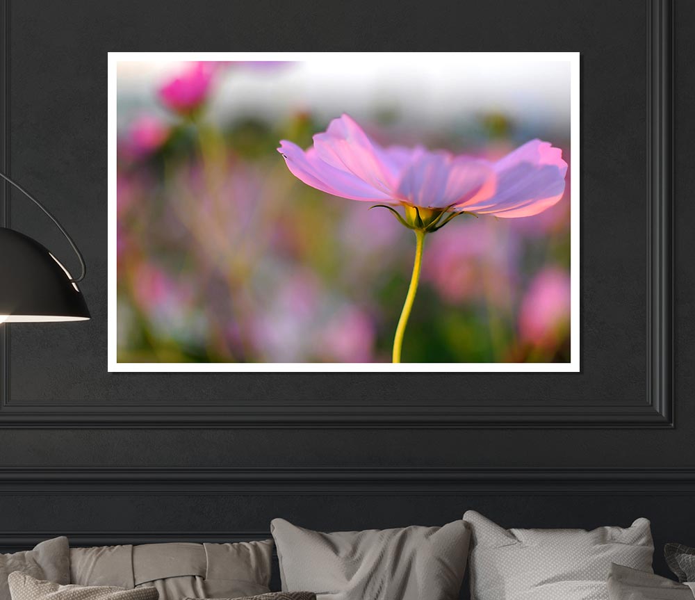 Another Side Of A Poppy Print Poster Wall Art