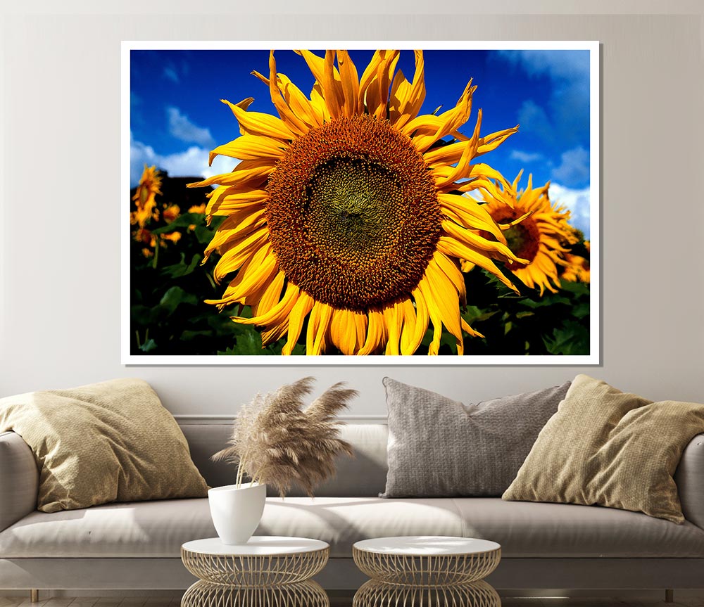 Huge Sunflower Faces Print Poster Wall Art