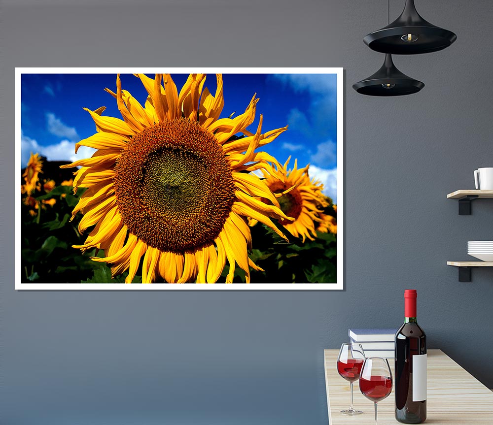 Huge Sunflower Faces Print Poster Wall Art