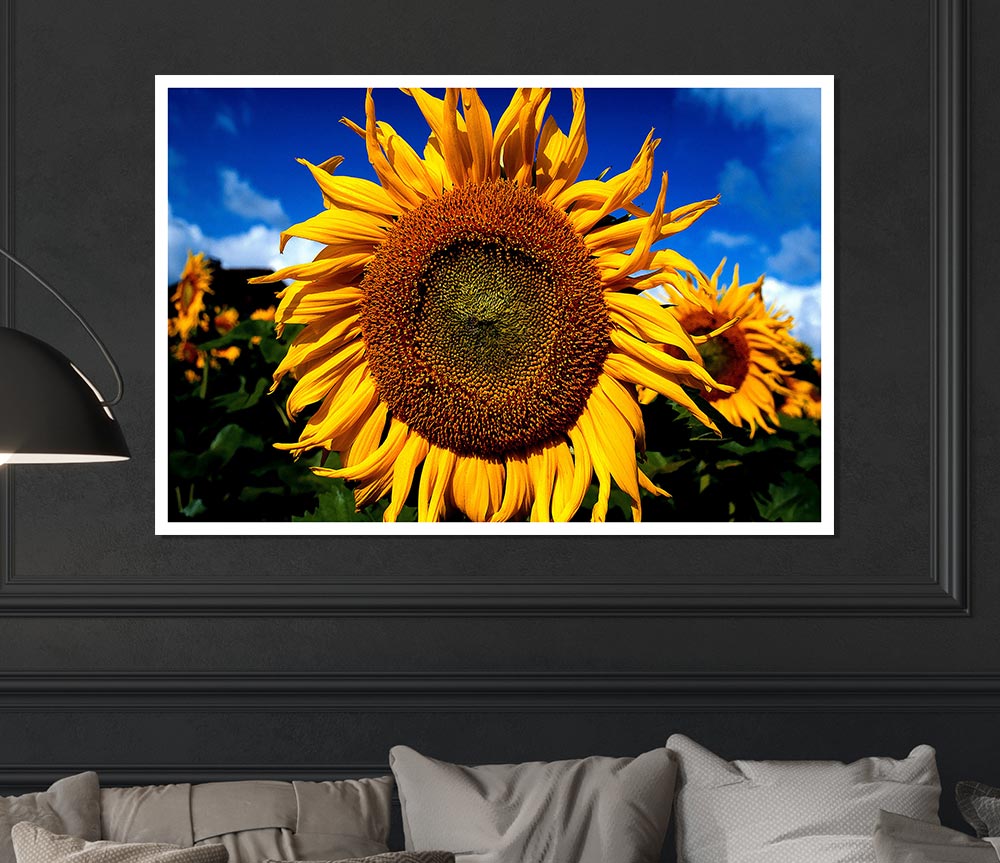 Huge Sunflower Faces Print Poster Wall Art