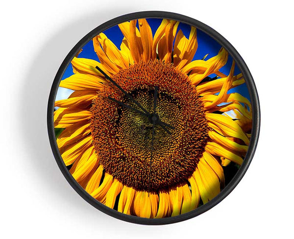 Huge Sunflower Faces Clock - Wallart-Direct UK