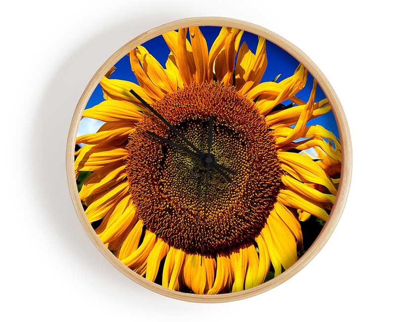 Huge Sunflower Faces Clock - Wallart-Direct UK