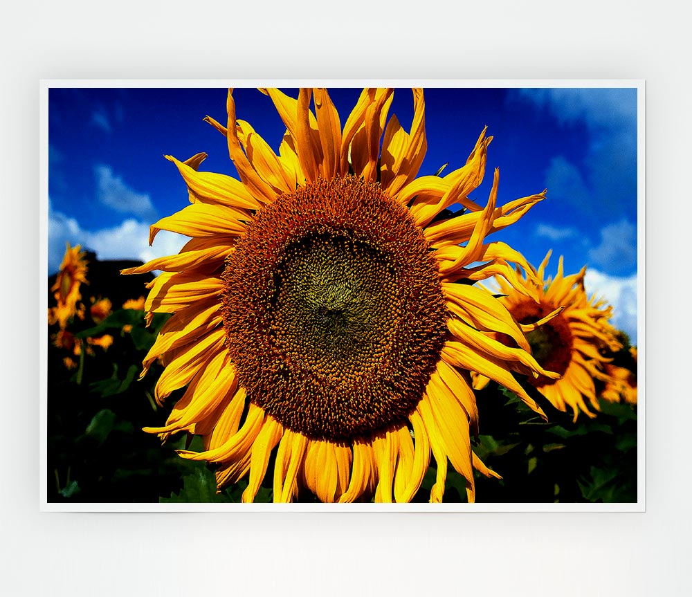 Huge Sunflower Faces Print Poster Wall Art