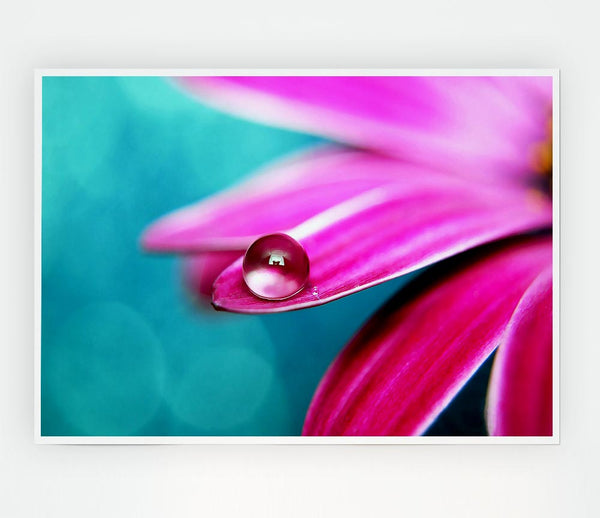 Water Drop On A Pink Petal Print Poster Wall Art