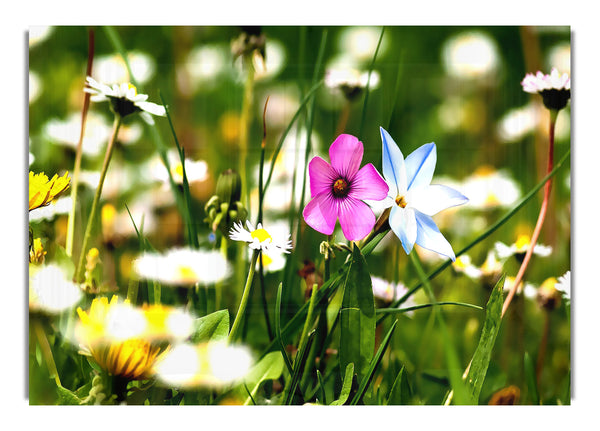 Flowers Field