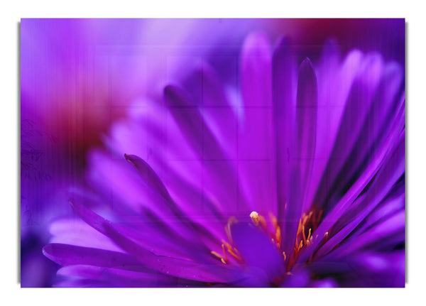 Purple Flower Petals