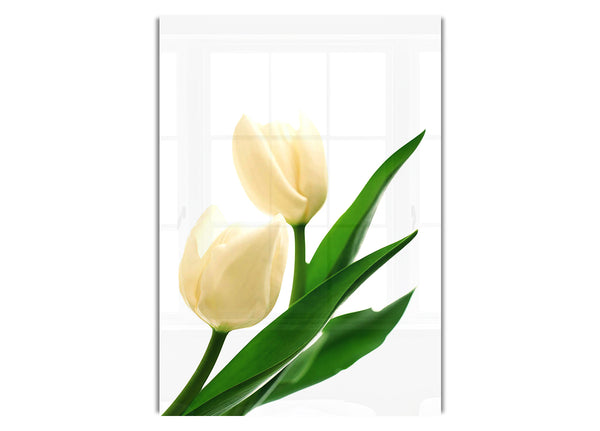 White Tulips