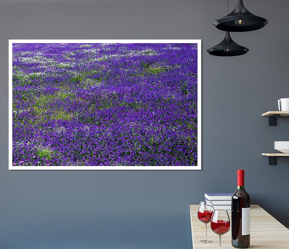 Field Of Purple Flowers Print Poster Wall Art