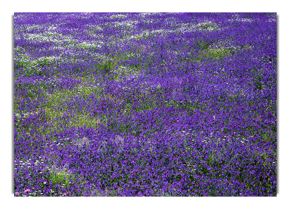 Field Of Purple Flowers