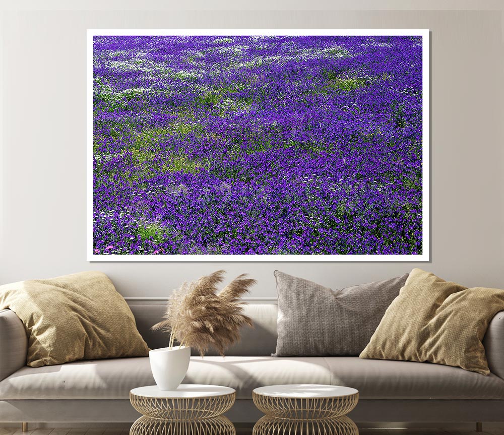 Field Of Purple Flowers Print Poster Wall Art