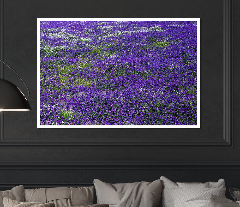 Field Of Purple Flowers Print Poster Wall Art