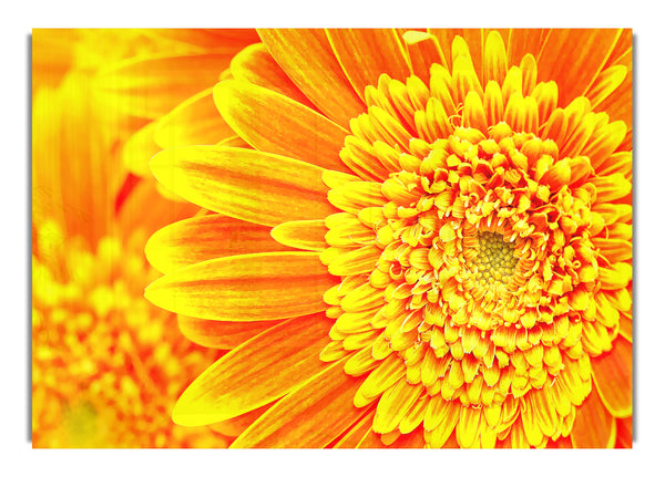 Beautiful Orange Gerbera