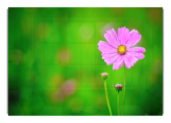 Pink Flower Green Background