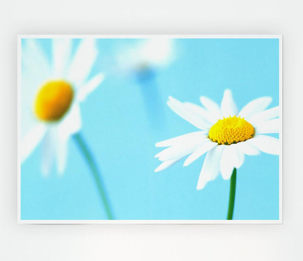 White Daisies On Blue Print Poster Wall Art