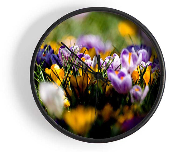 Crocus Field Clock - Wallart-Direct UK