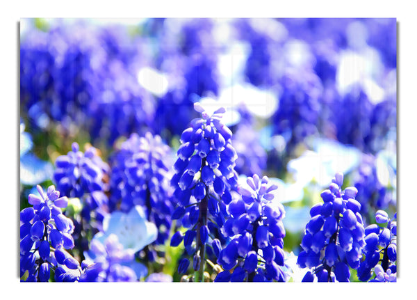 Grape Hyacinths