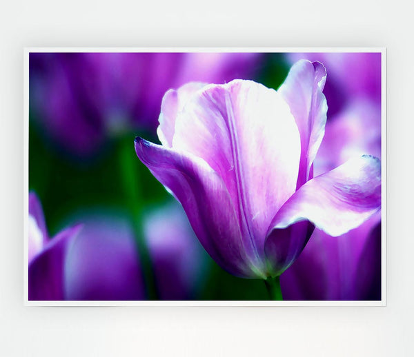 Violet Tulip Print Poster Wall Art