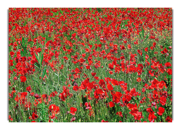 Red Poppy Field