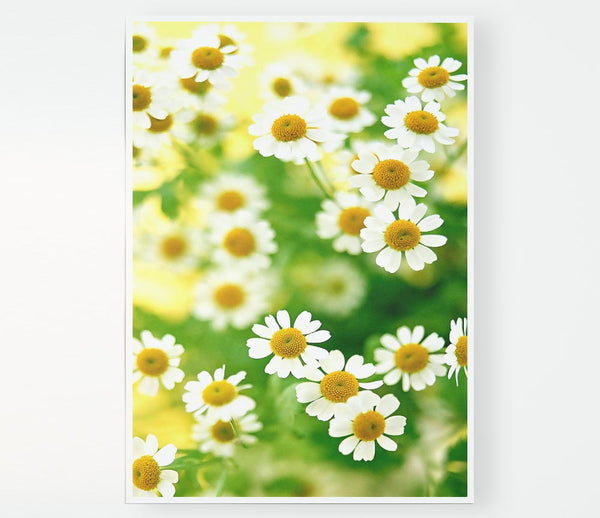 Chamomile Macro Print Poster Wall Art