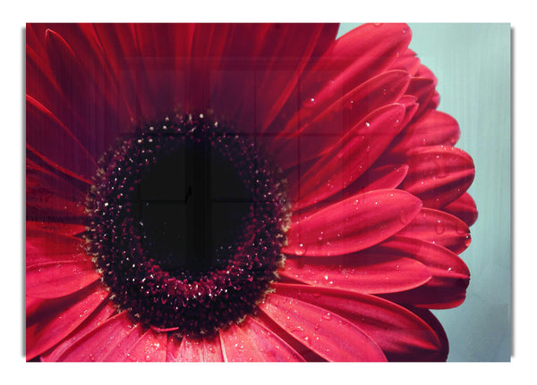 Gerbera Flower