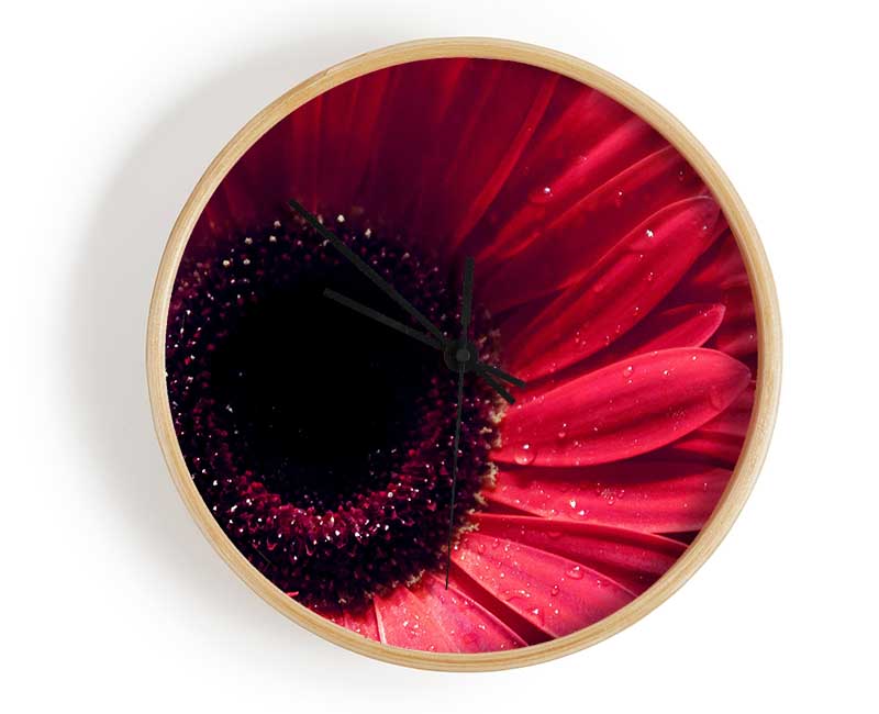 Gerbera Flower Deep Red Clock - Wallart-Direct UK