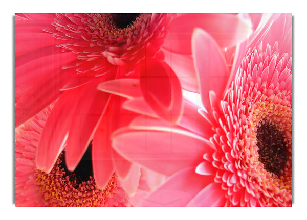 Pink Gerbera Flowers