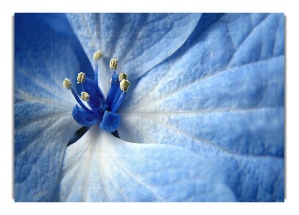 Blue Flower 6