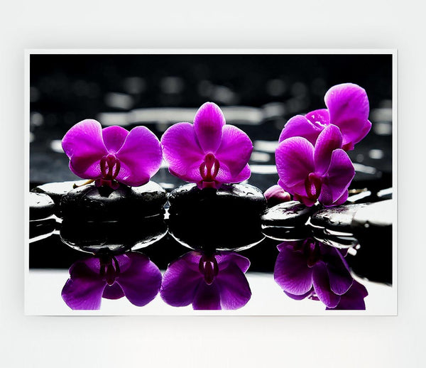 Trio Of Orchids Print Poster Wall Art