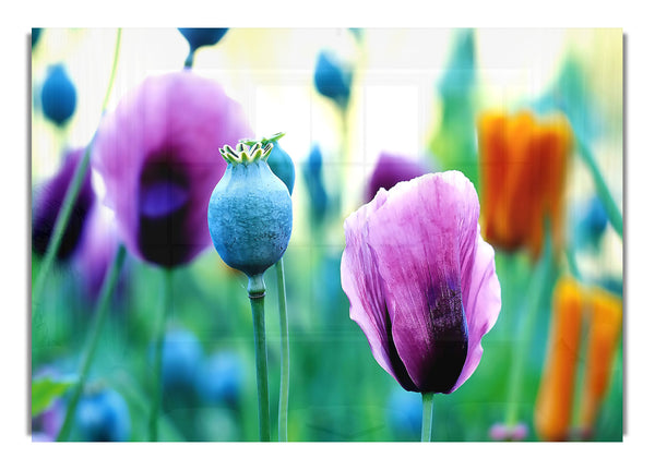 Purple Poppies