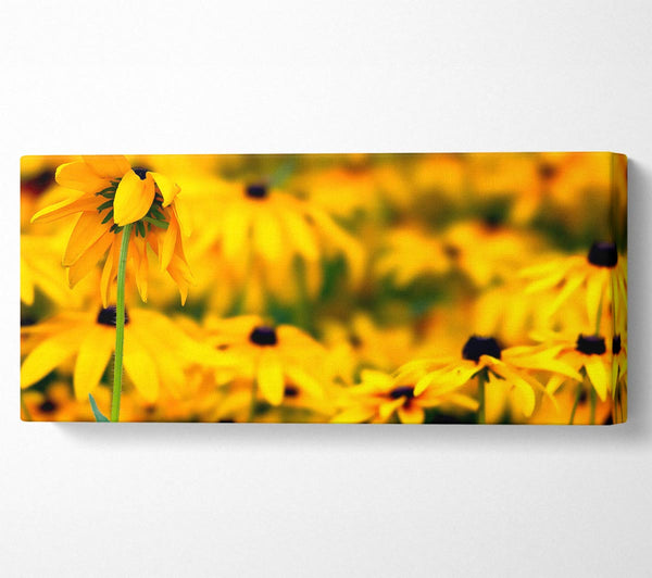 Black Eyed Susan Flowers