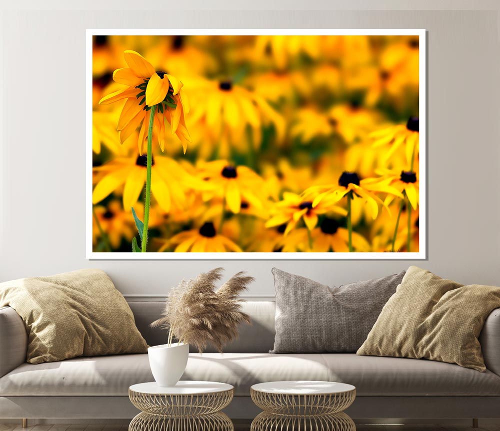 Black Eyed Susan Flowers Print Poster Wall Art