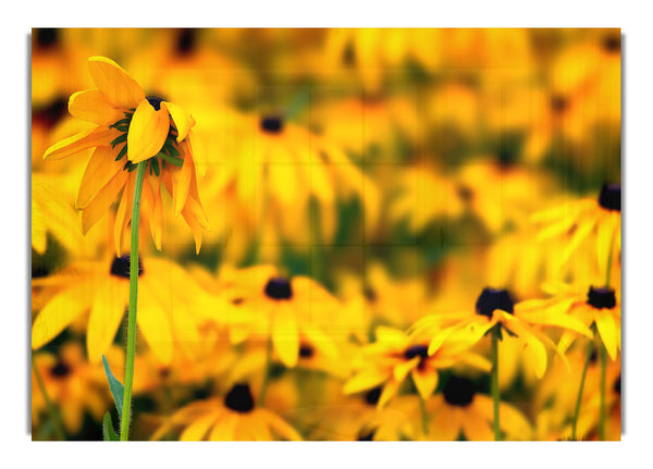 Black Eyed Susan Flowers