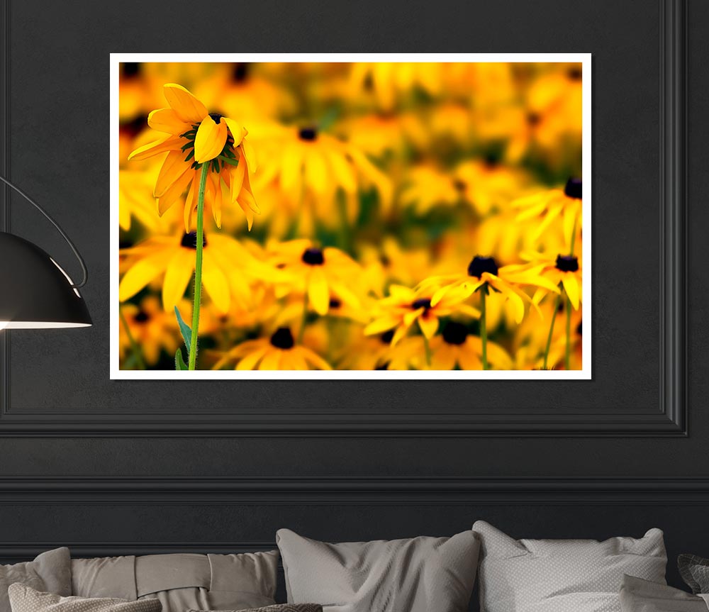 Black Eyed Susan Flowers Print Poster Wall Art