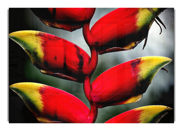 Heliconia Pendula Inflorescence